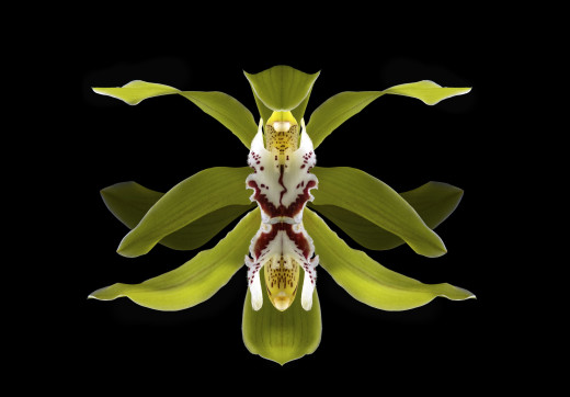 917955 (a): :2944x2048